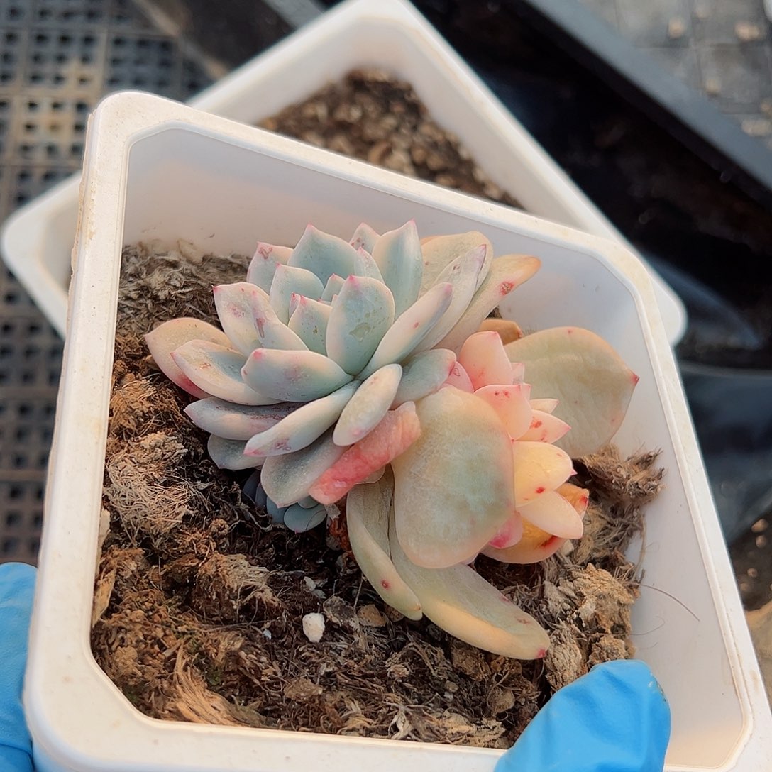 橙梦露锦底座，带覆轮锦头