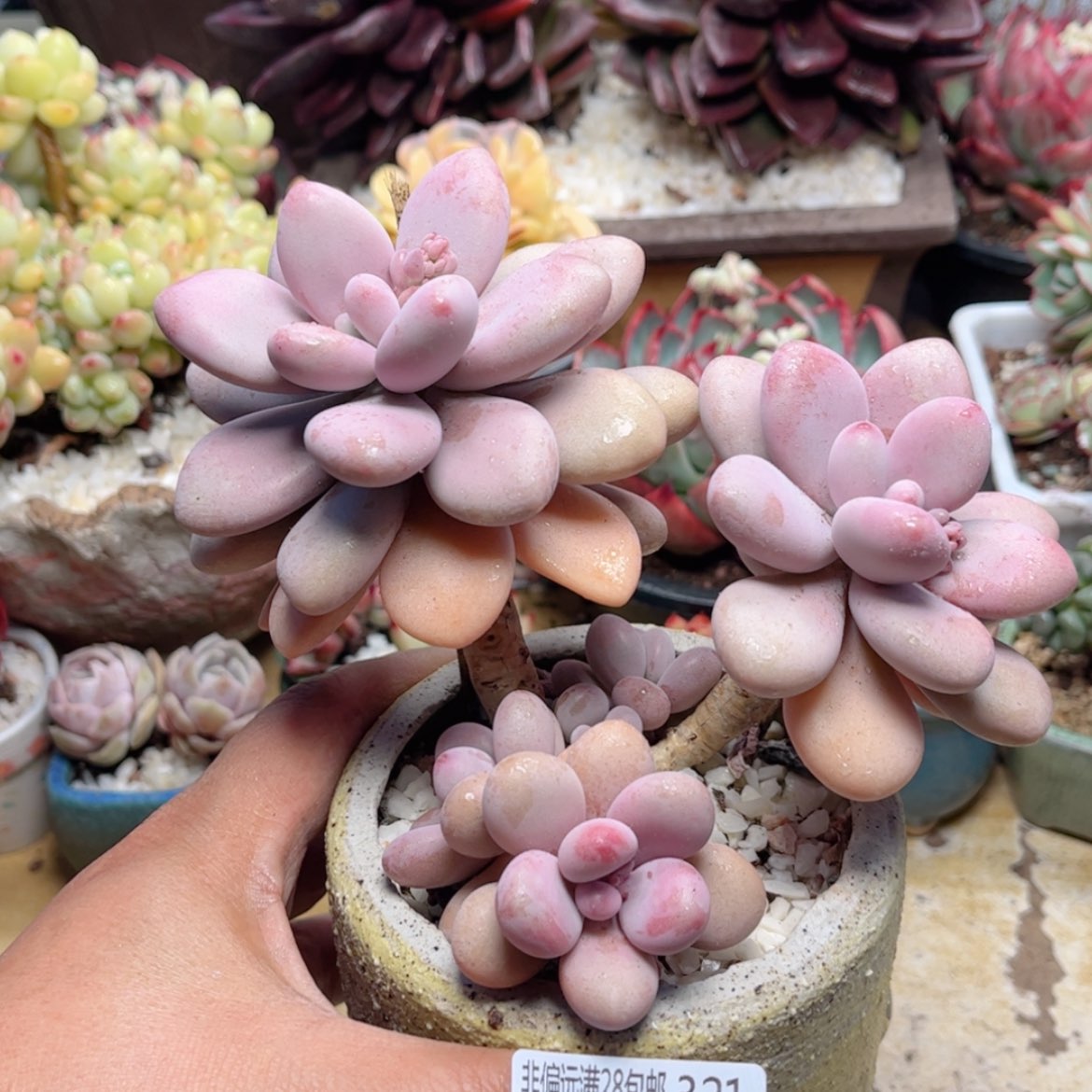 【闪购商品】321桃蛋