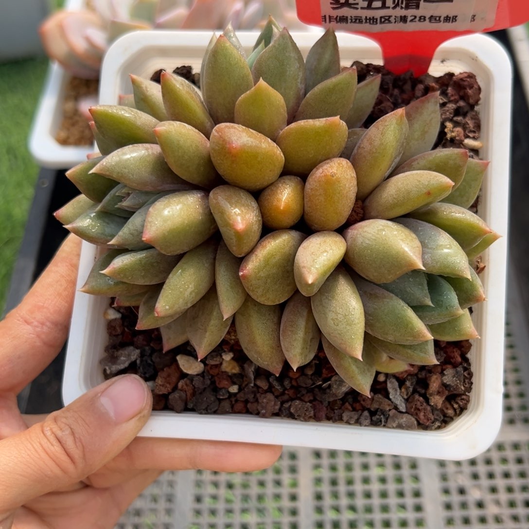 表妹精品多肉1069.