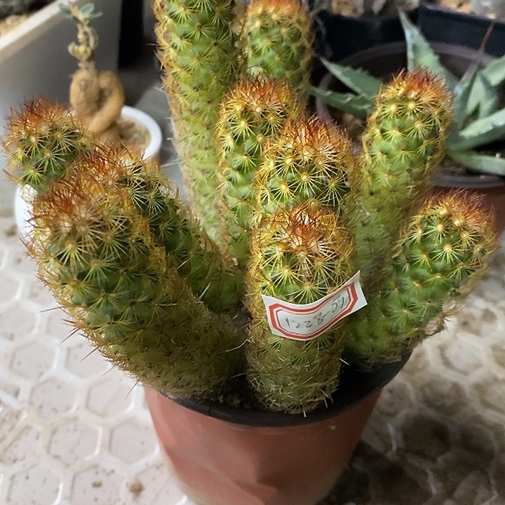 葡***干完美主义者勿拍金手指122803