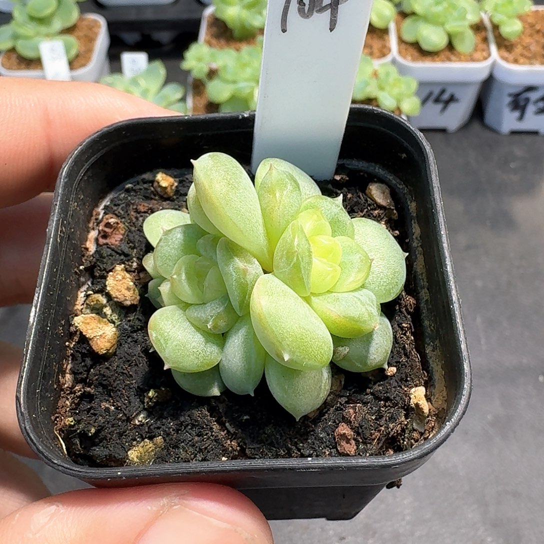 104号三头荔枝多肉111