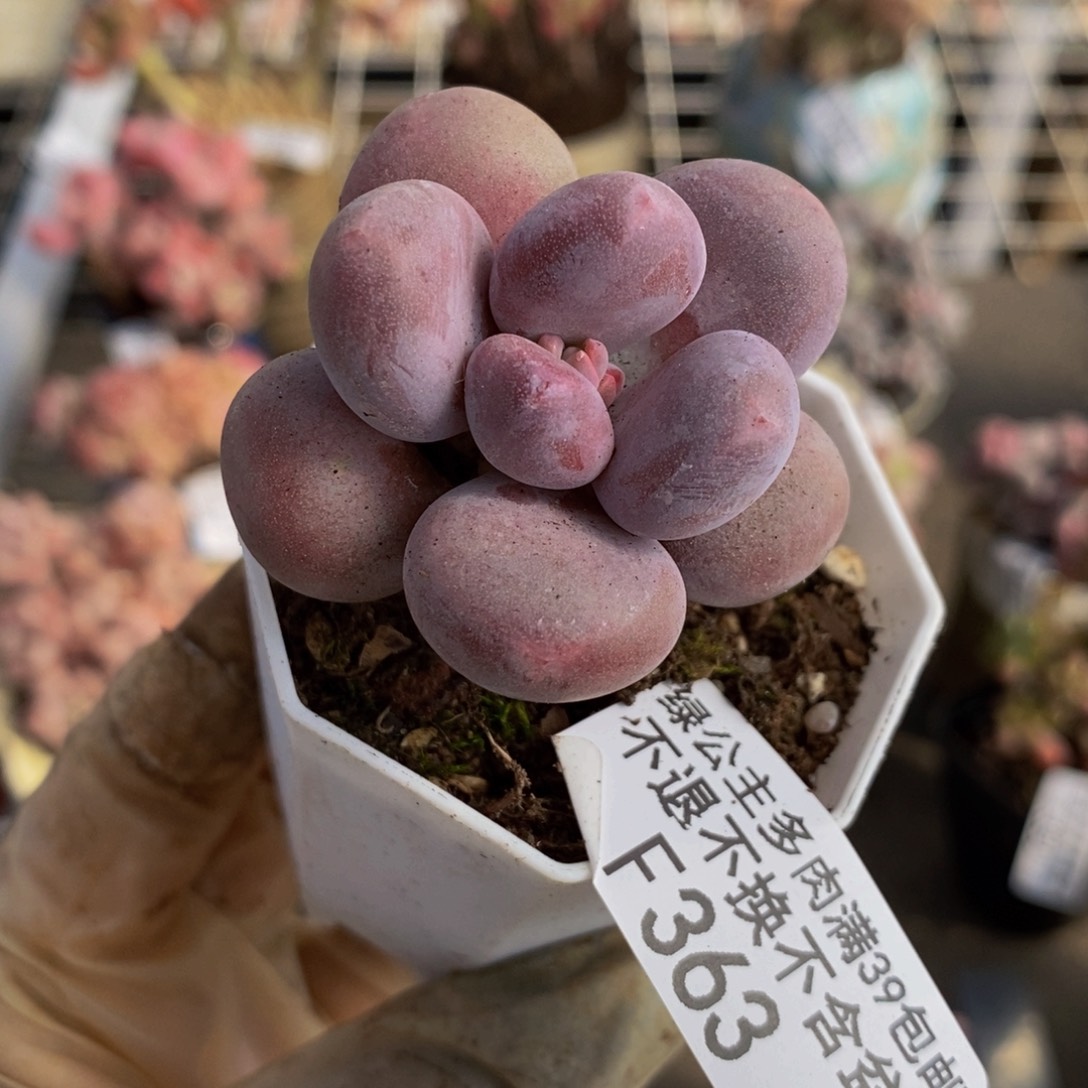 丸叶蛋黄奶363/3c m