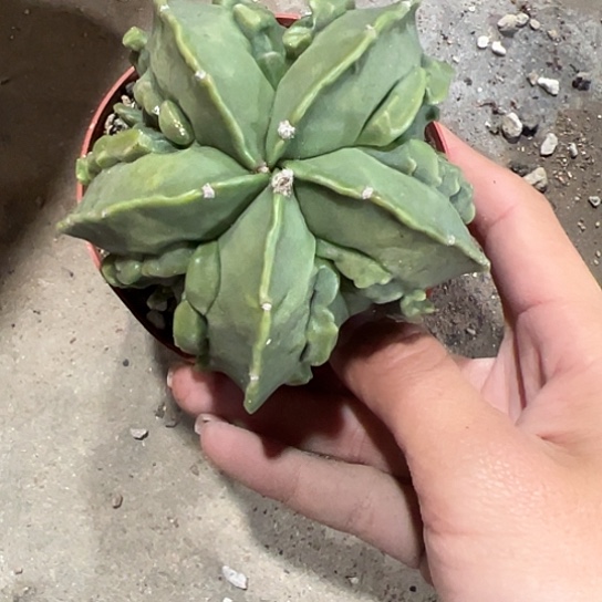 小*星实生鸾46677888