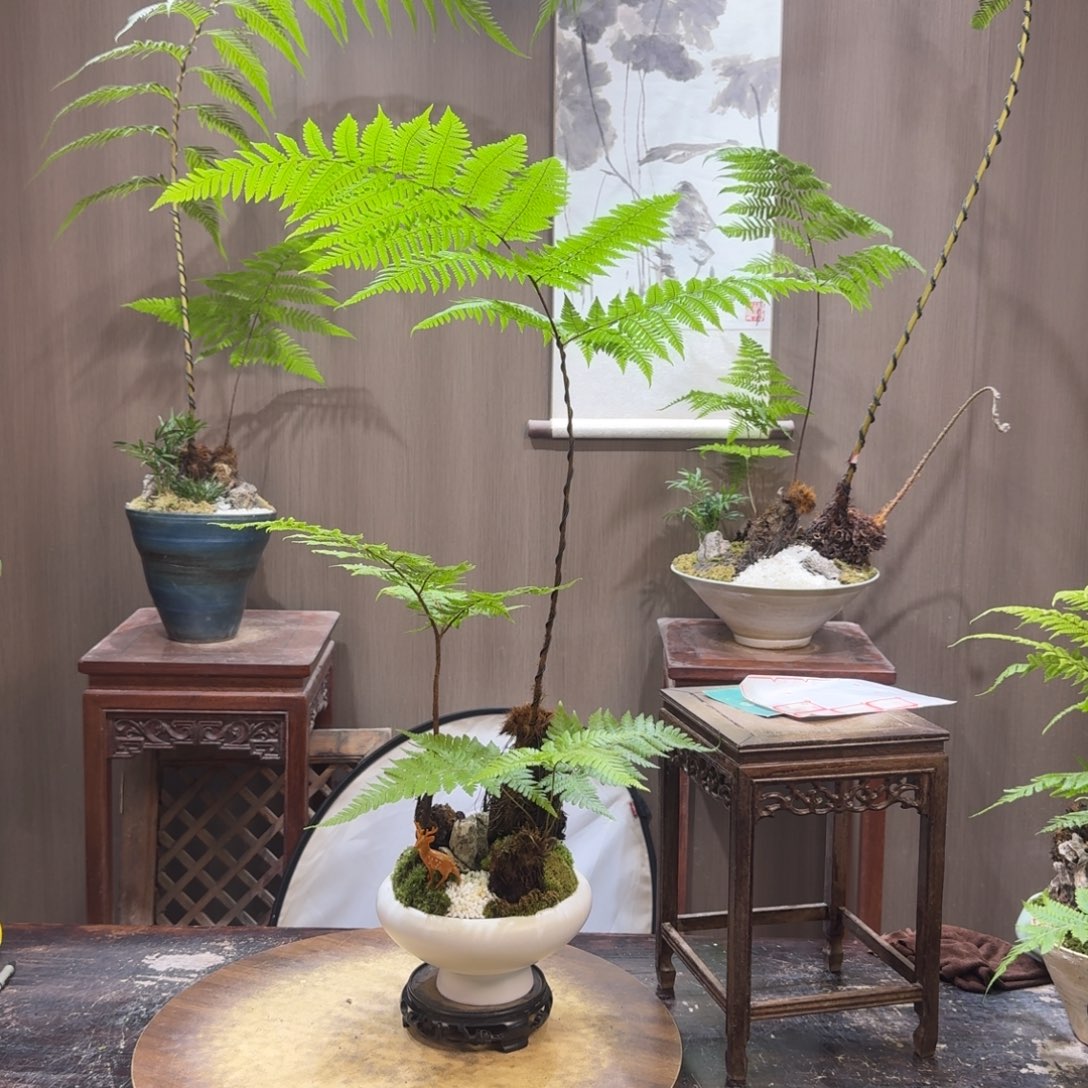 橹***介无花朵蕨类植物一物一拍