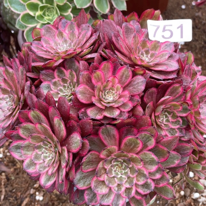 静*751:多肉植物紫霞仙子