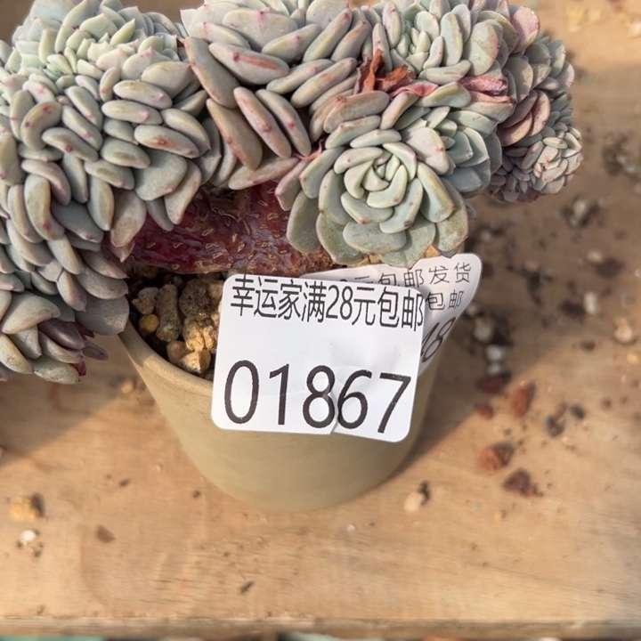 用***凡幸运儿是一位非常优秀