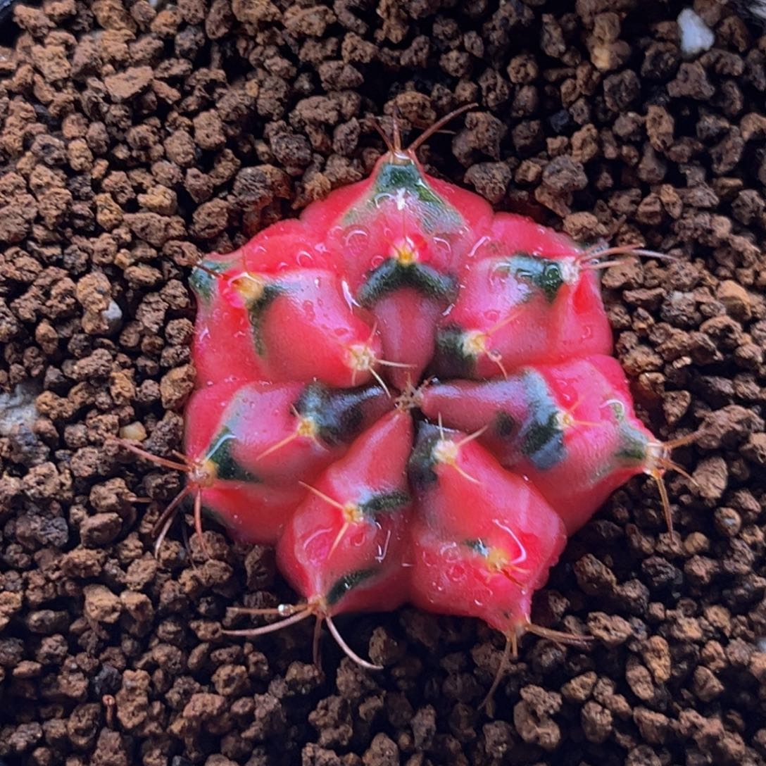 七棱豪臀 米哈仙人球