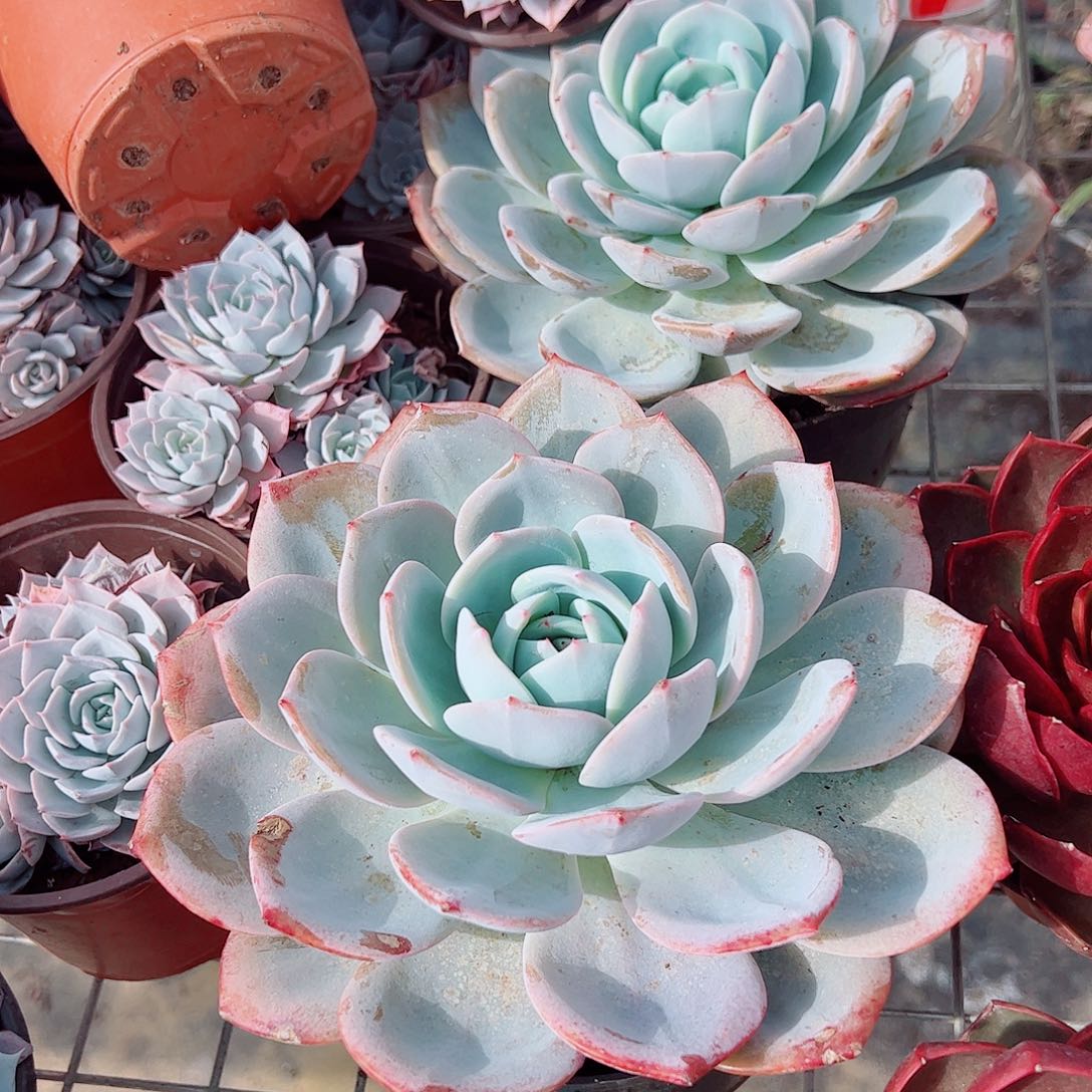 凤橙大单头精品特价