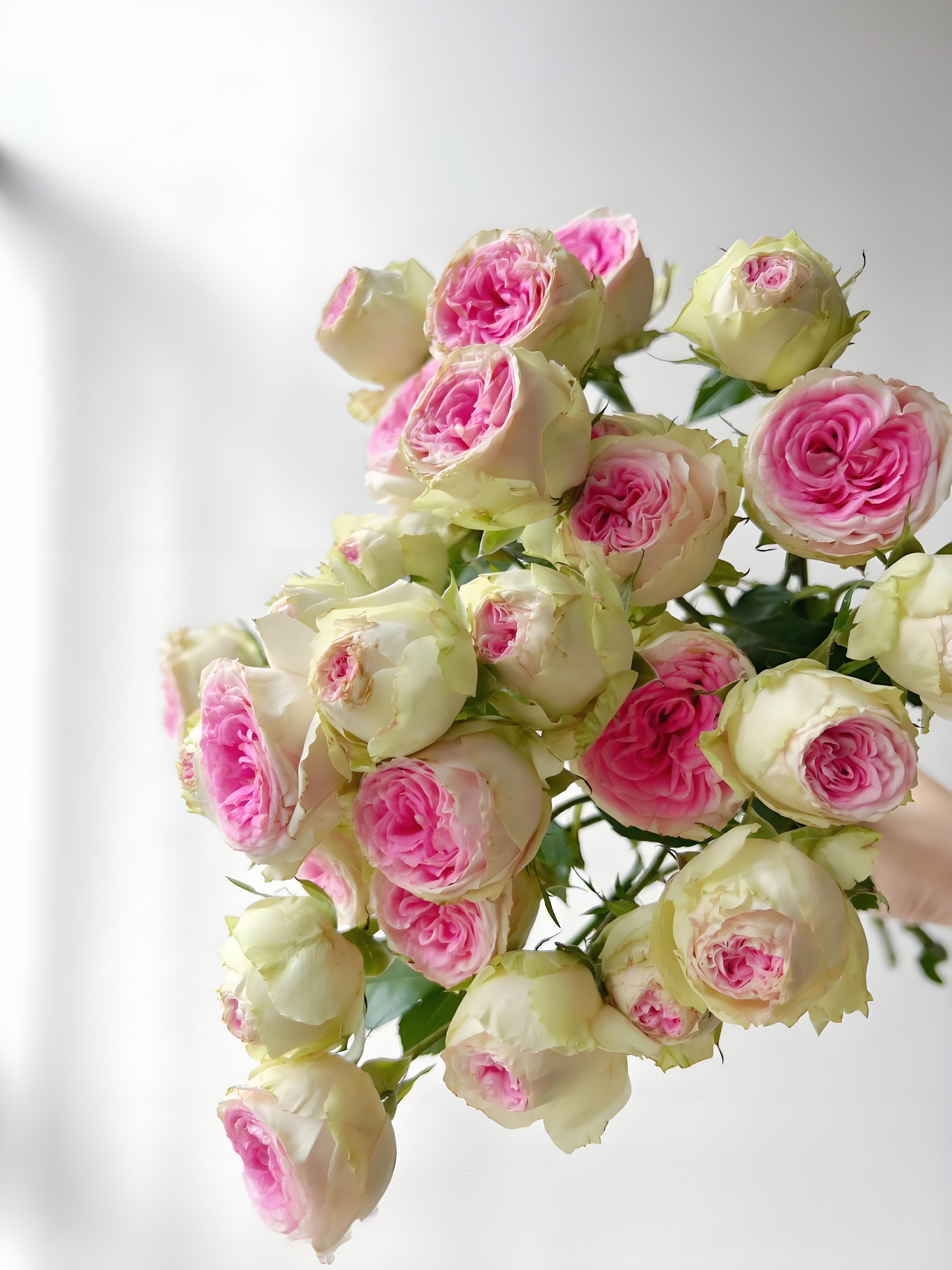 冰淇淋泡泡月季花苗大花浓香新手好养阳台盆栽四季丰花开花性好