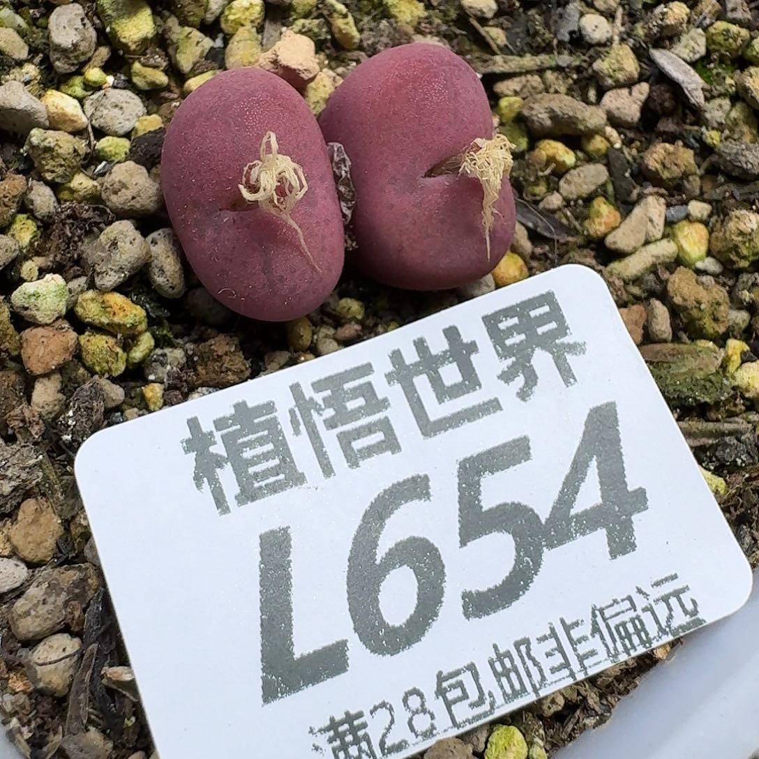 多肉植物的润泽fb