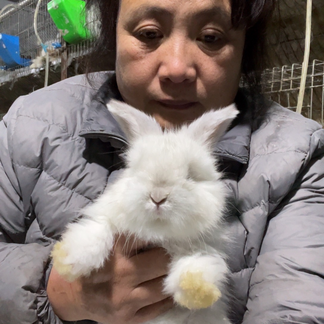 宠物兔英系安哥拉兔
