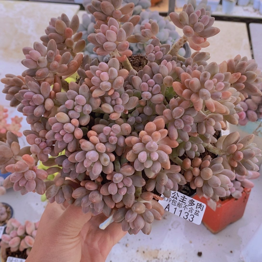 星戴露20cm1133多肉植物