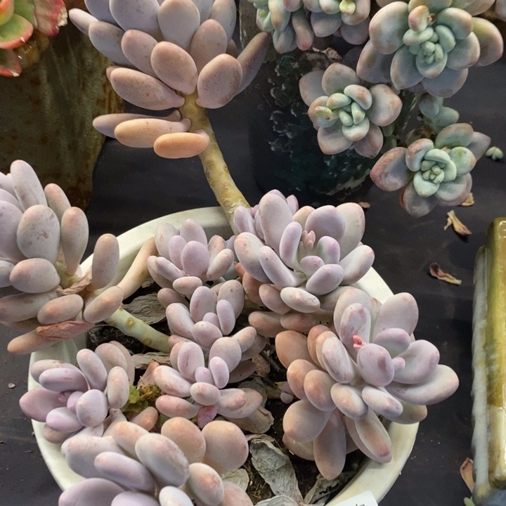 夏悦多肉1015-138桃美人