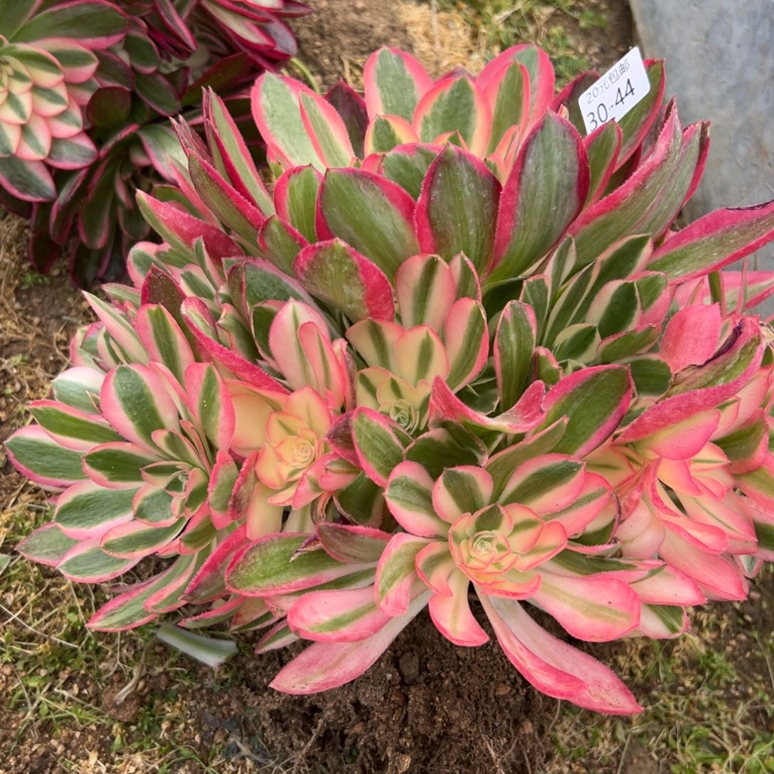 20包邮44女巫多肉植物