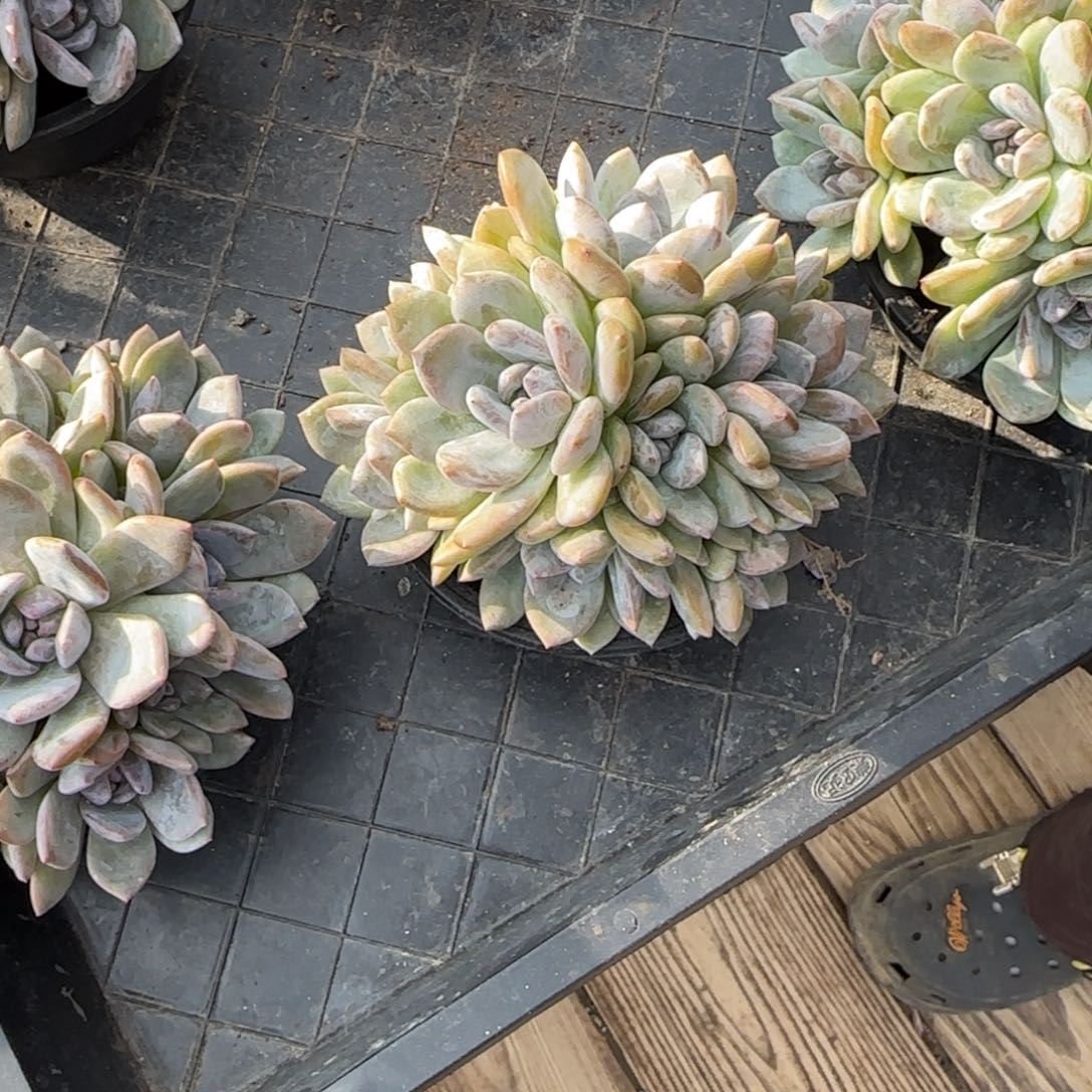 用***12971突尼斯发货多肉