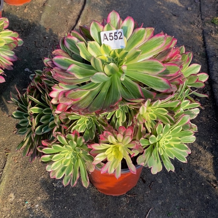 天合多肉植物552