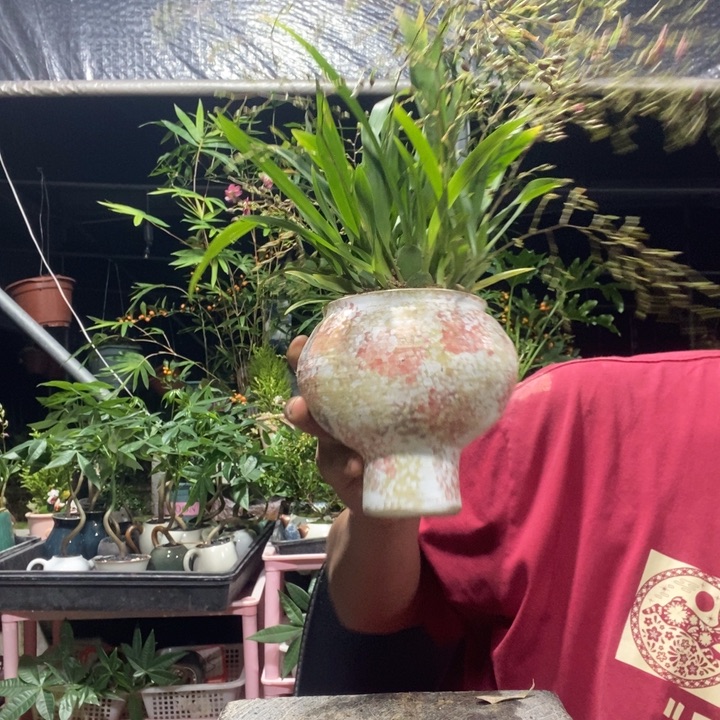 @***愿以实际为准盆景绿植盆栽50