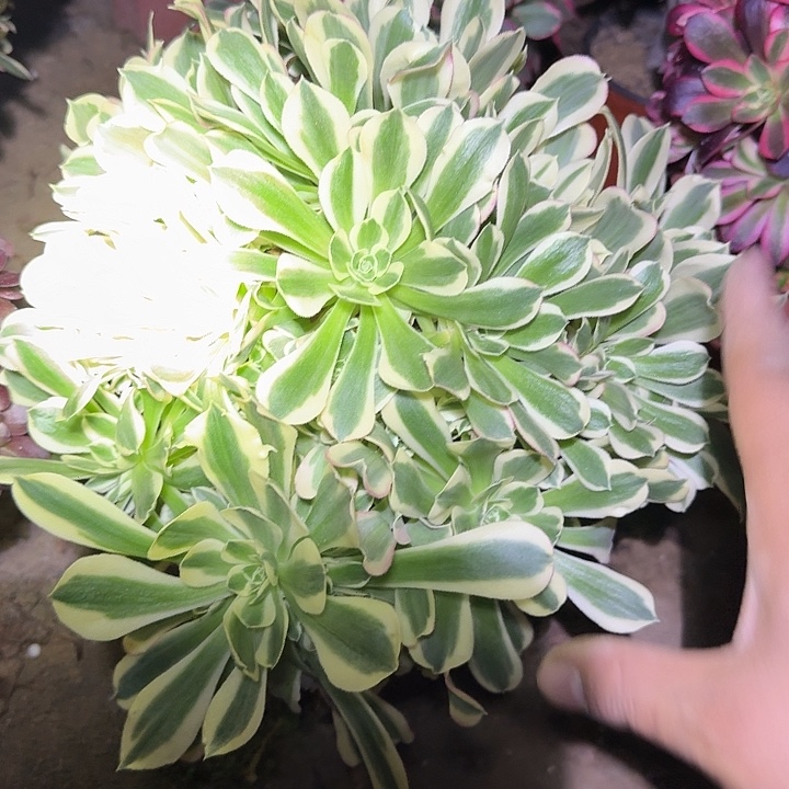 精品雨花石老桩亏本福利37