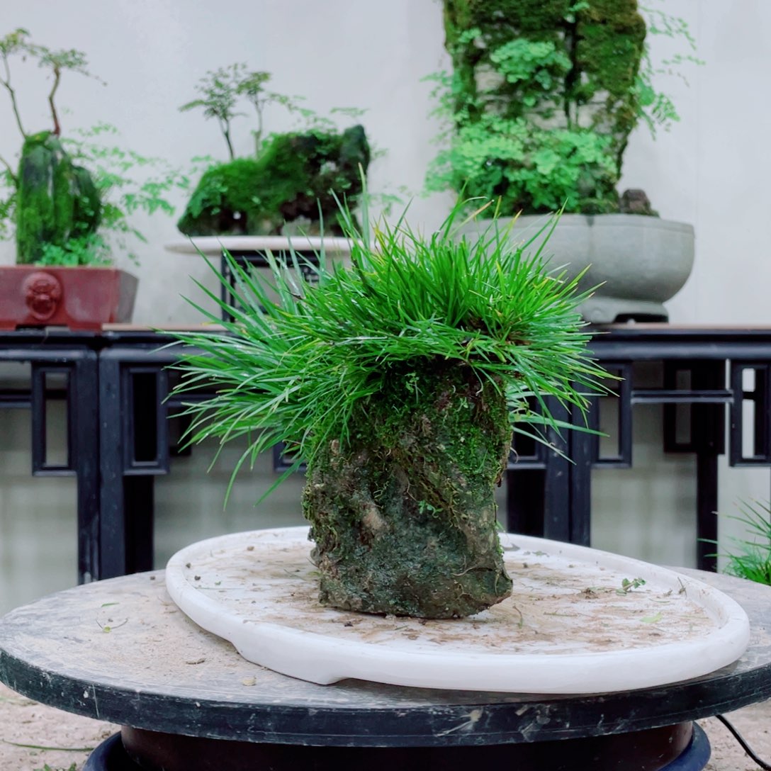 无铅玻璃萧***汤铁线蕨等植物的生长发育和