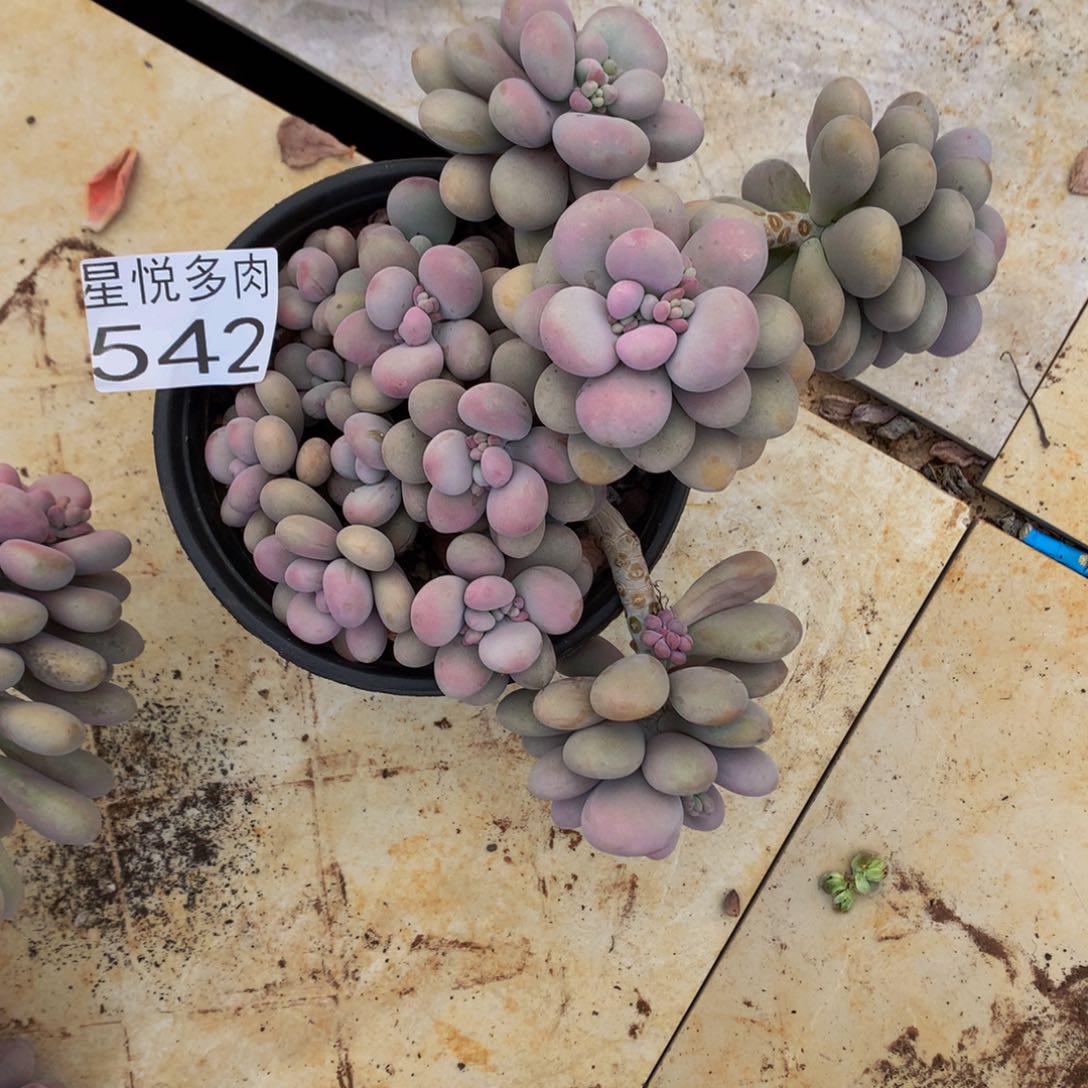 星悅多肉 大桃蛋542