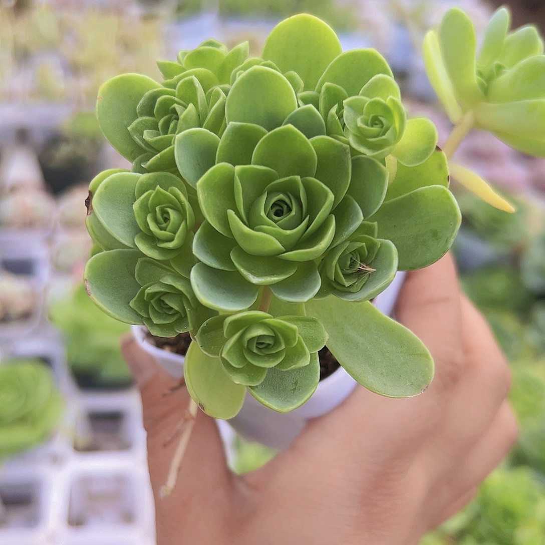 山地玫瑰19包邮多肉