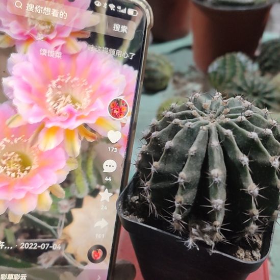 仙人球彩草淑妃带根