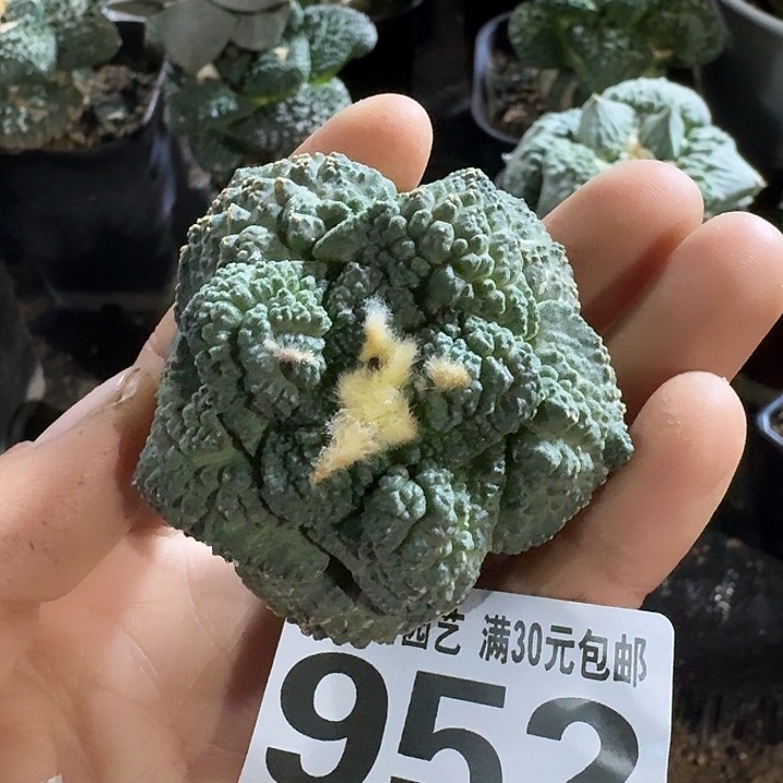 无花朵952大型体哥斯拉牡丹