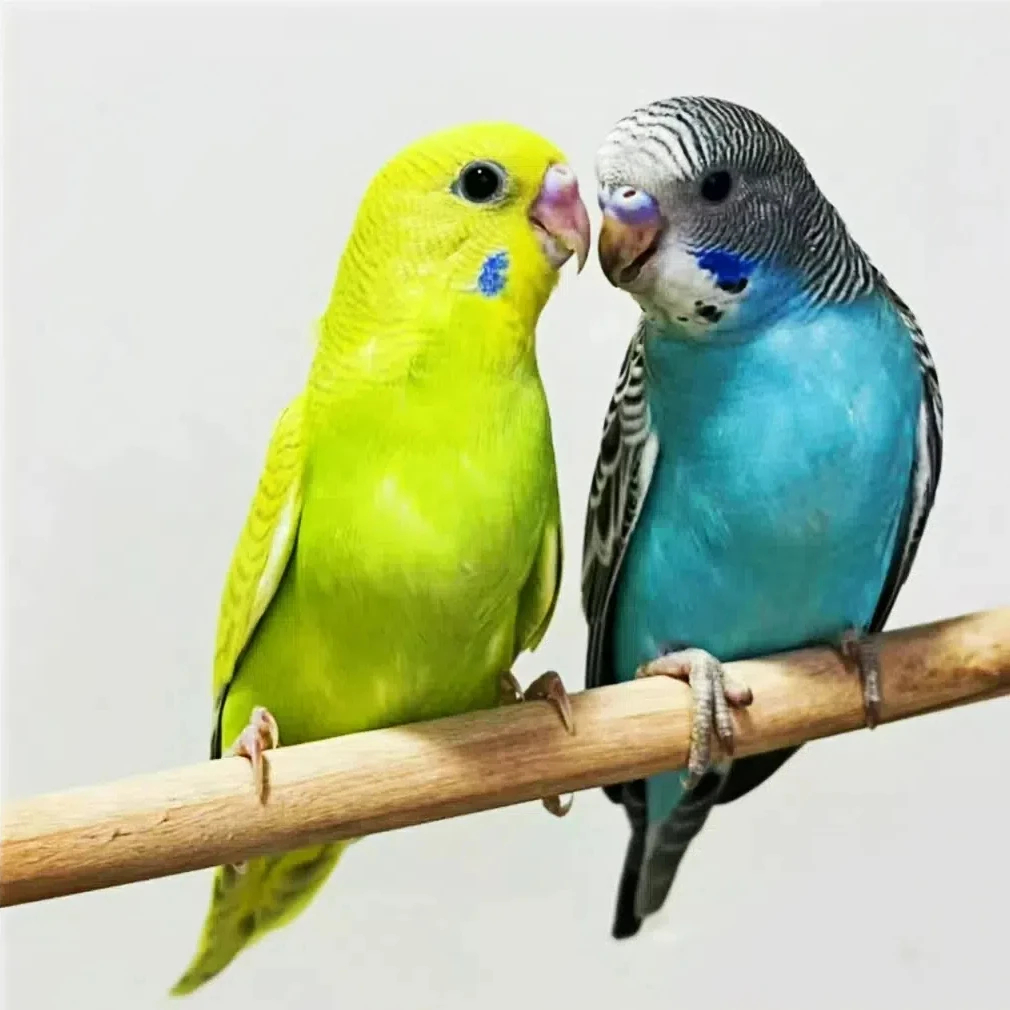 【包教说话】手养虎皮鹦鹉鹦鹉虎皮