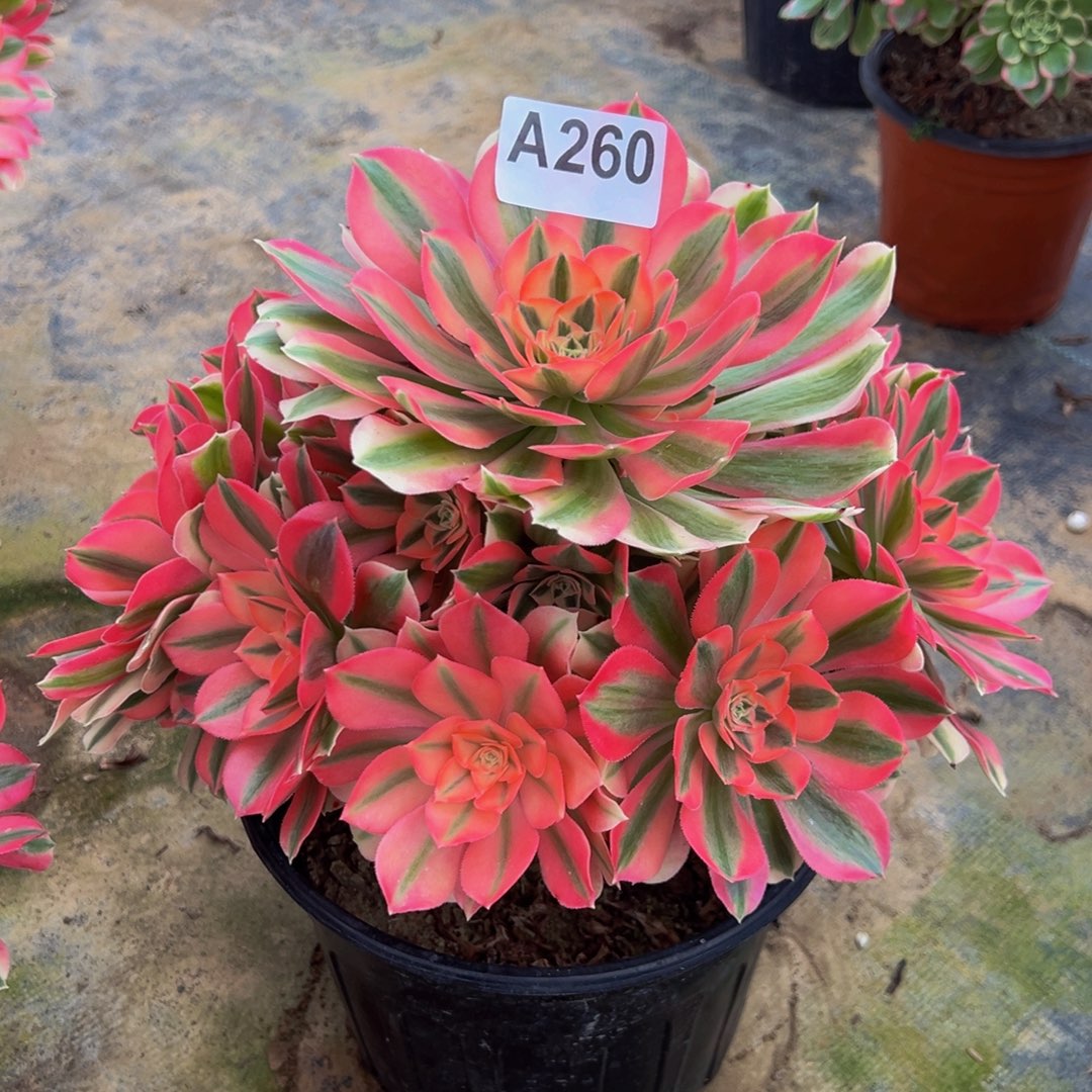 王***群无花朵粉色女巫260