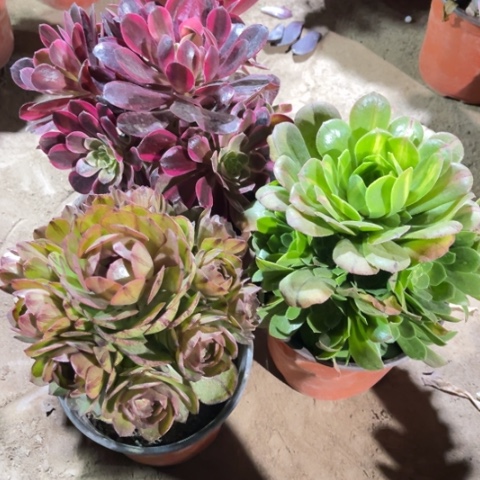 225多肉植物组合