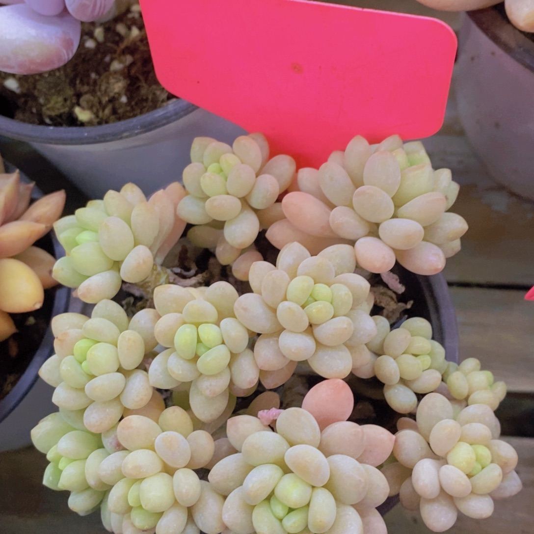 元旦第一场直播，节日快乐