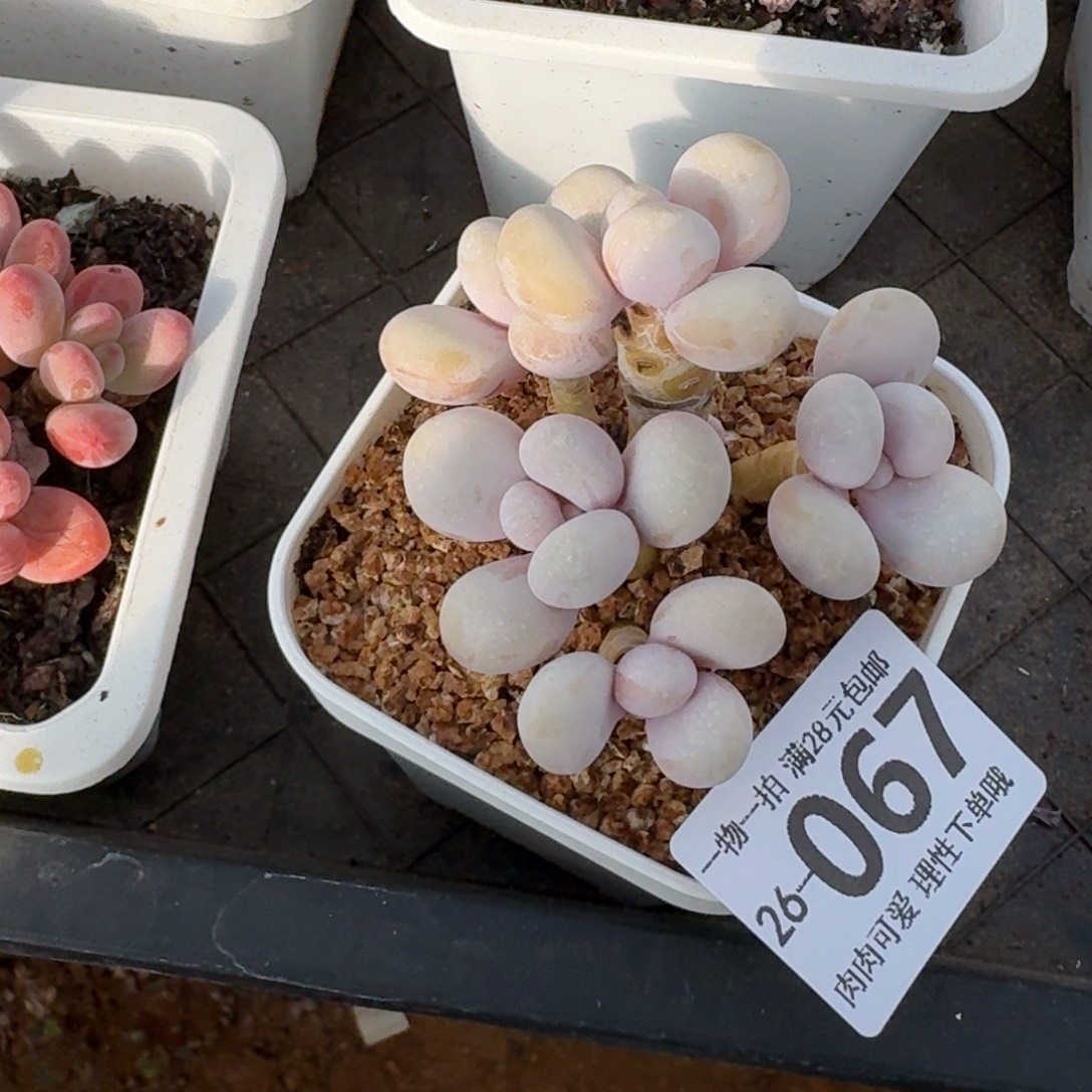 蛋黄奶多肉无盆土发货