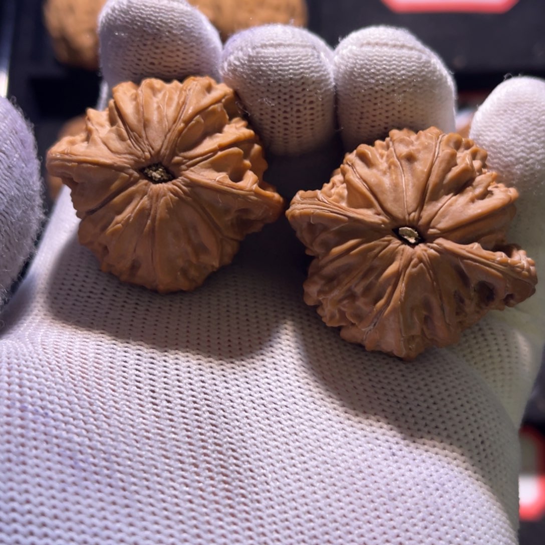 莫*贝秦皇岛山地果全品—-25