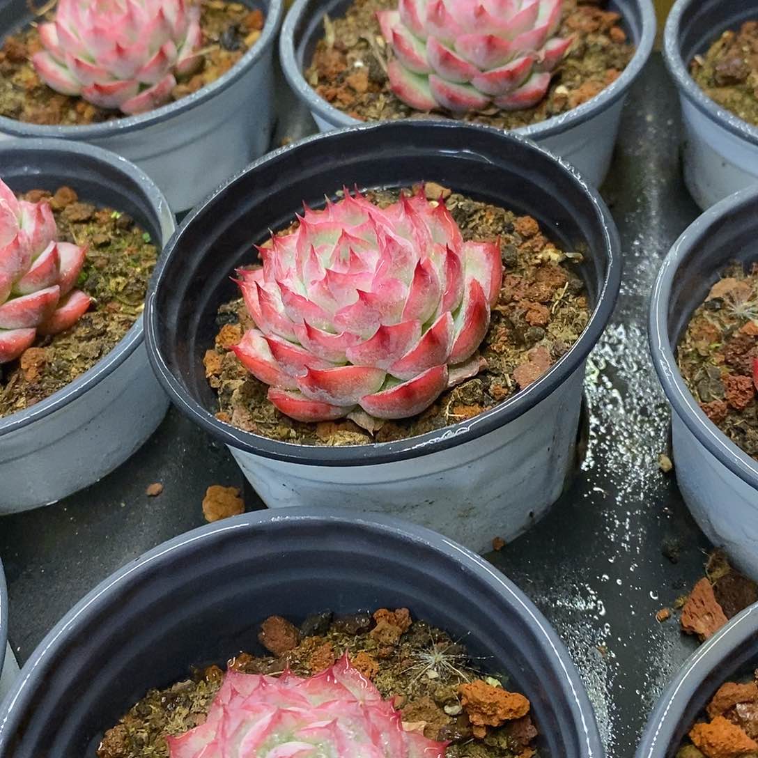 110。侧影。福利多多