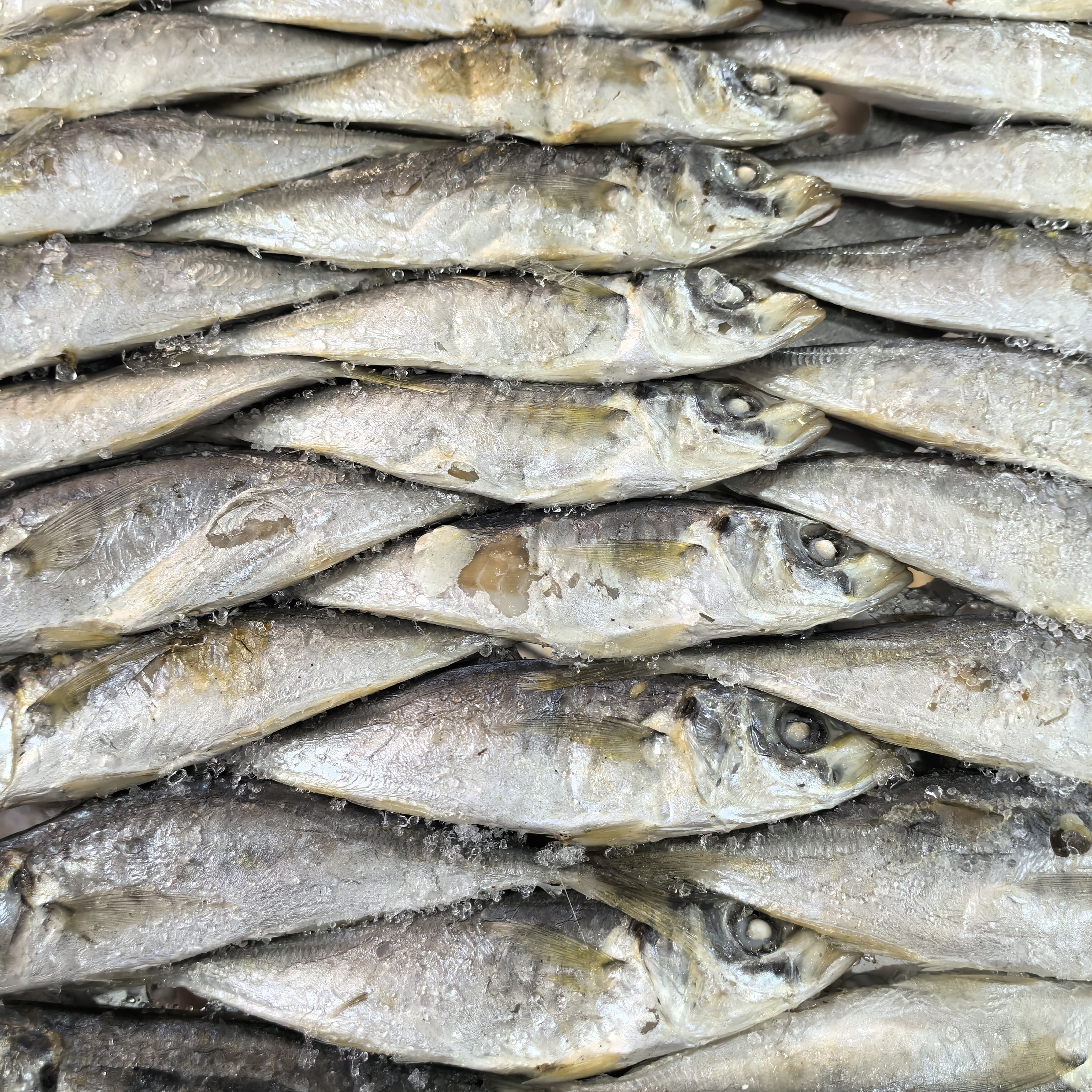 【阿同优选】新鲜熟鱼巴浪鱼看煎绝绝子