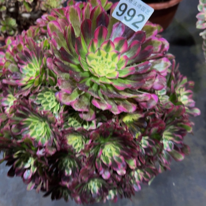 绿体铜壶9920000000