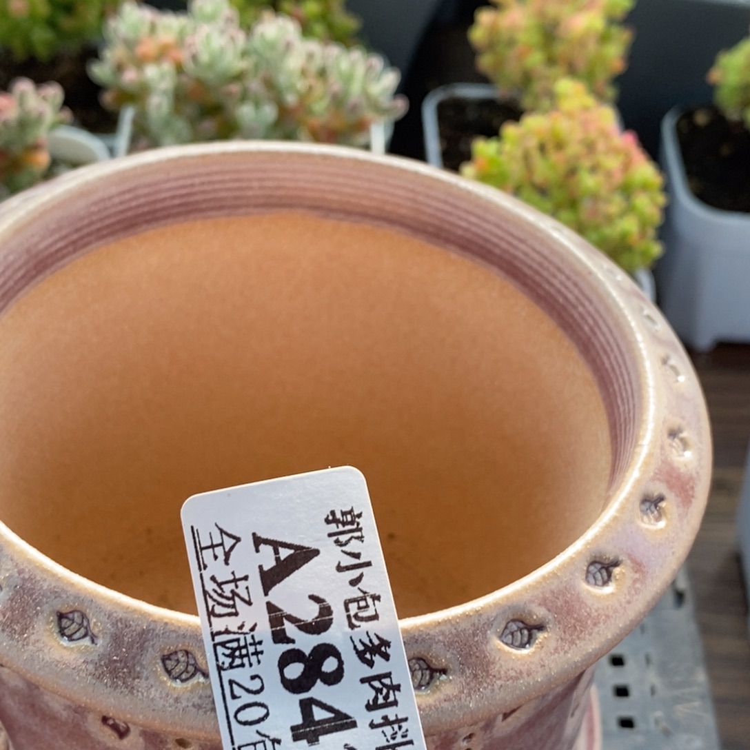 乐***飞盆2843枝干番杏。    