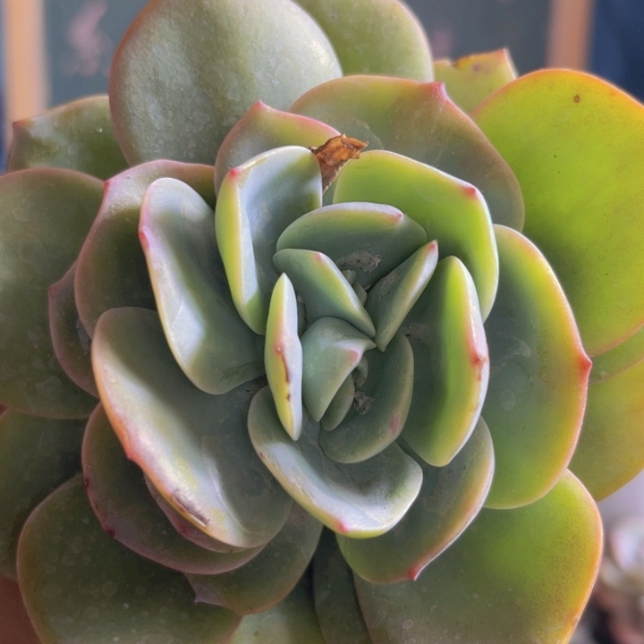 白凤多肉植物双心石话471