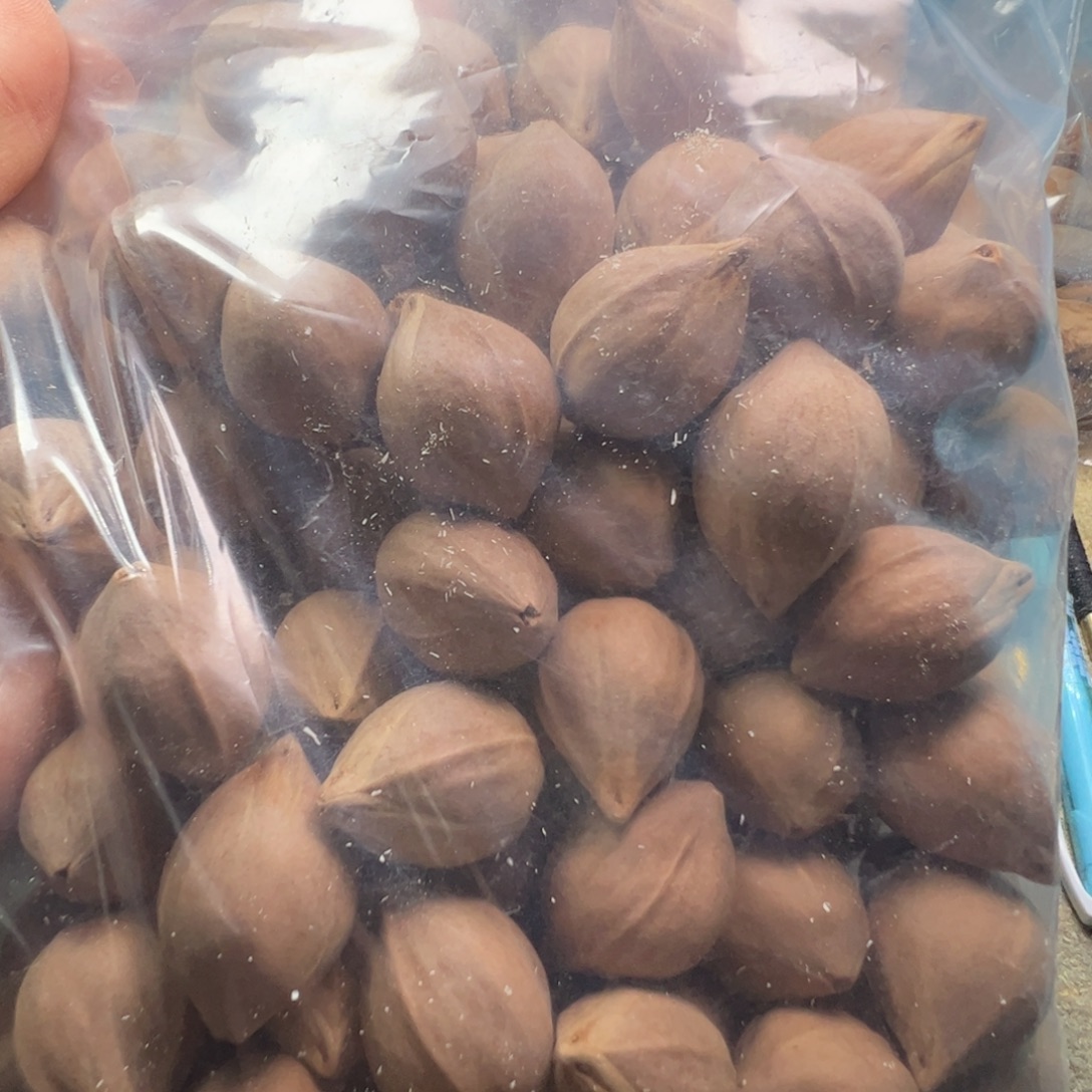 橄榄核手串/手链2.0-2.1+精品橄榄核原料短圆橄榄核原料一斤