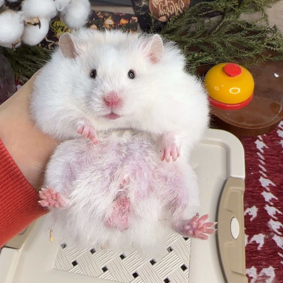 蜜显斑弟弟8.26生日