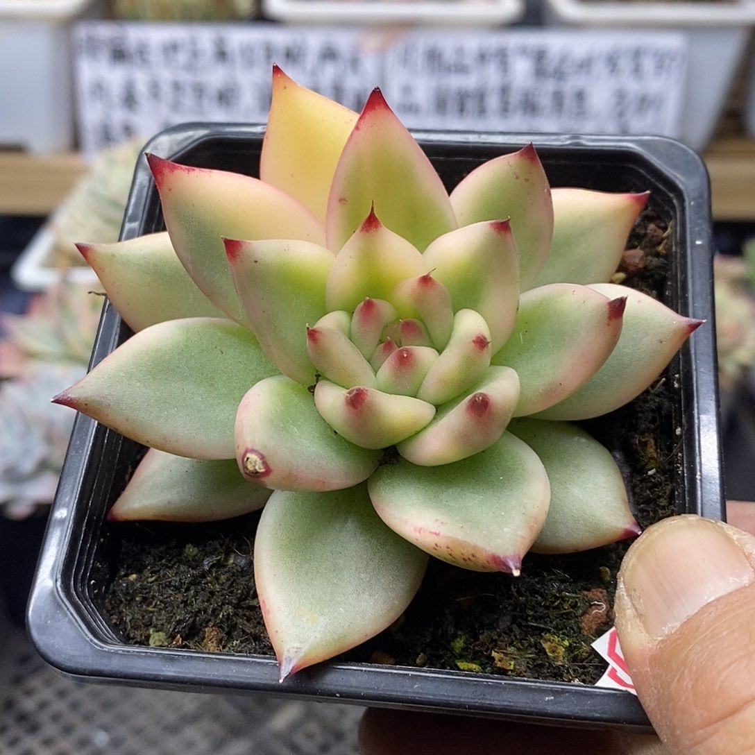 2642 东云花罗杰覆轮锦 孤品 需延时发货