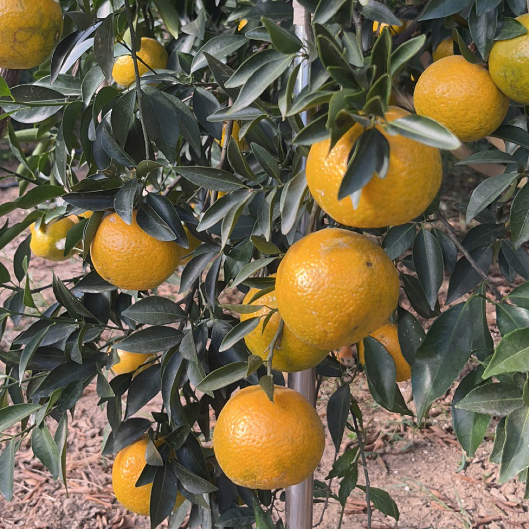 拍下发大红 新会柑 （一线梅江村）老树原枝圈枝鲜果 现摘现发顺丰