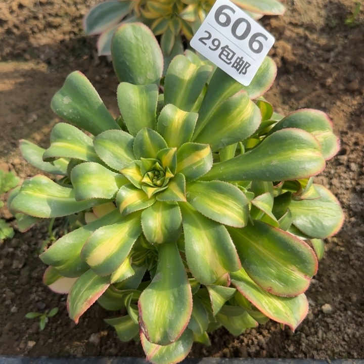 黄中班……多年来一直