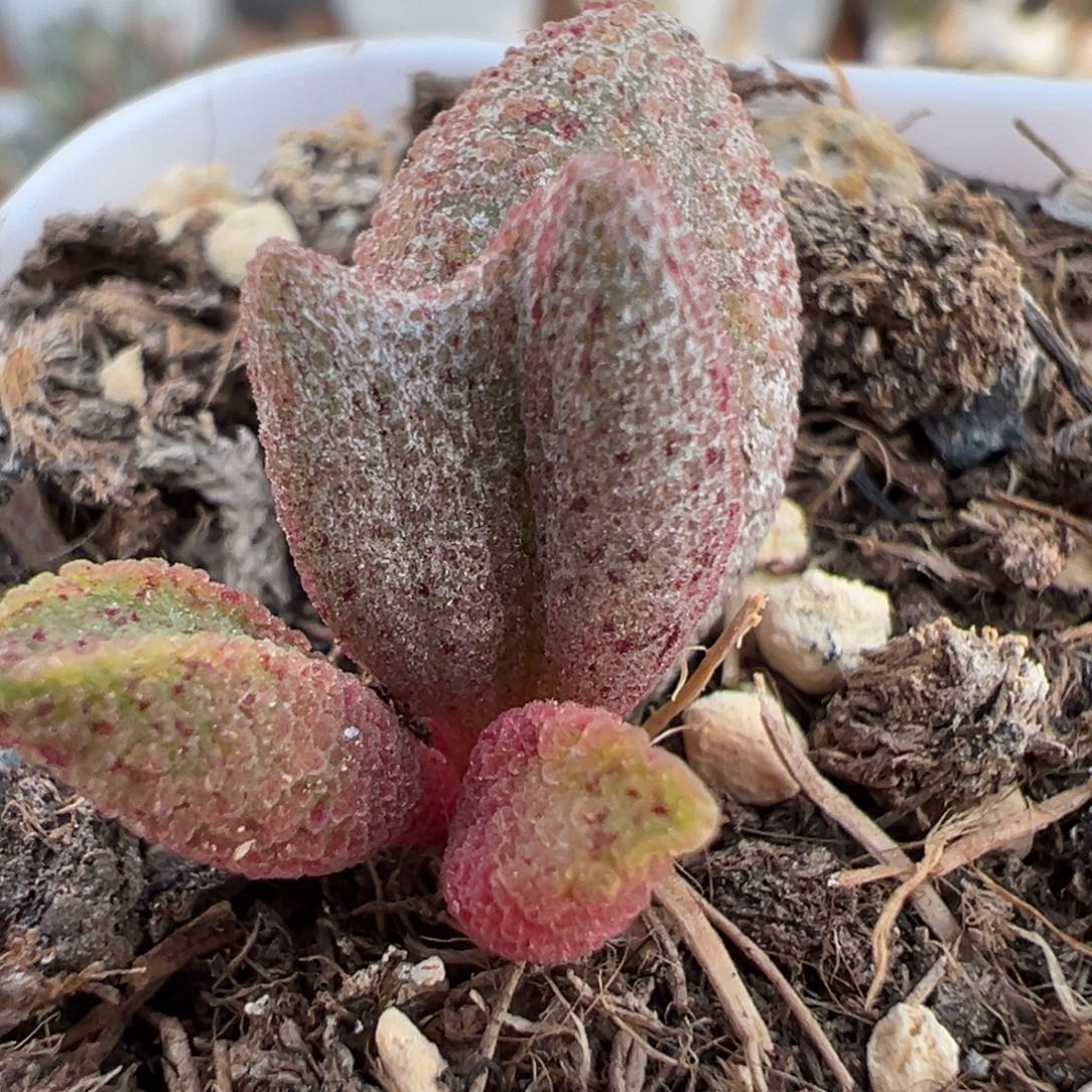黑酱大苗多肉植物水泡
