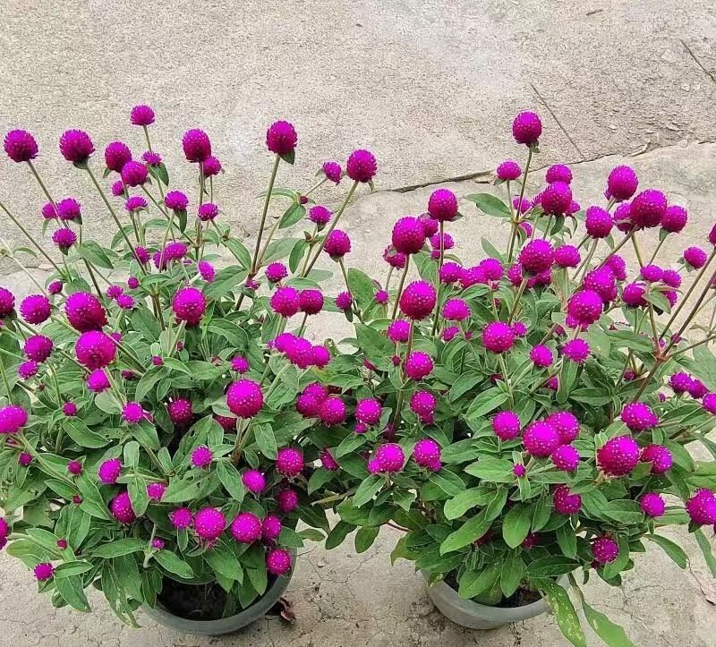 千日红盆栽带花苞耐热耐晒四季开花适合阳台庭院好养植物