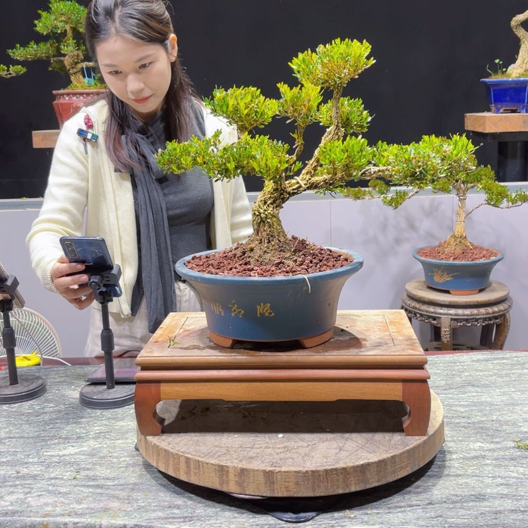 四季常青老桩黄杨盆景