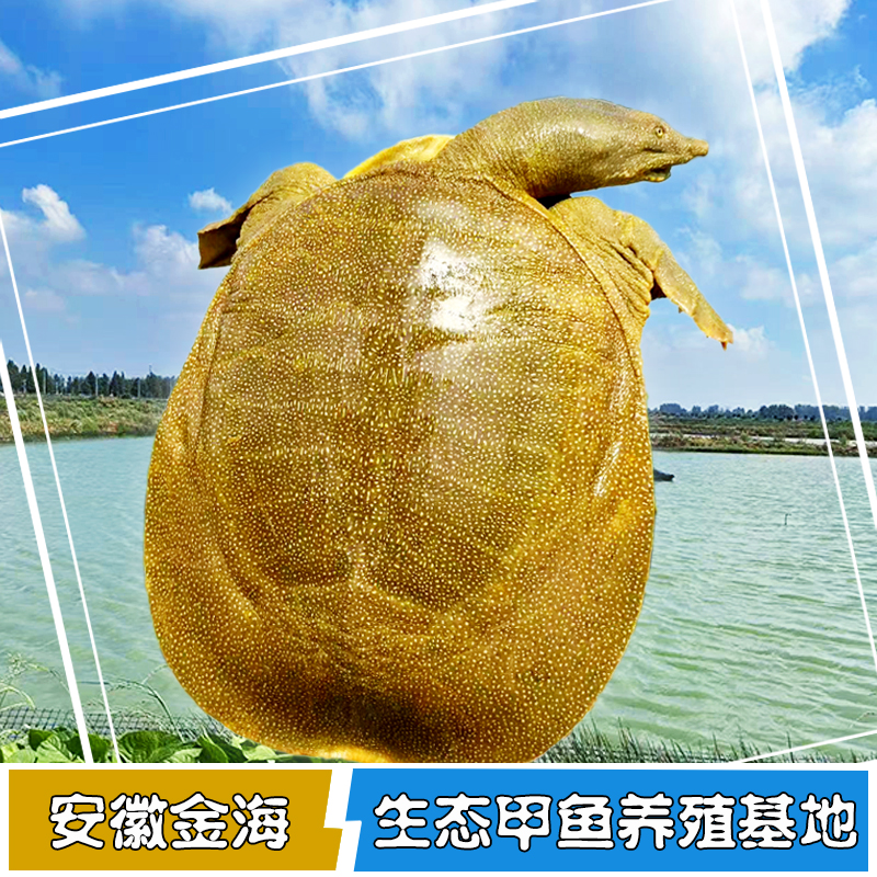 ［直播间一物一拍］ 瓦埠湖外塘散养生态老鳖 源头直供