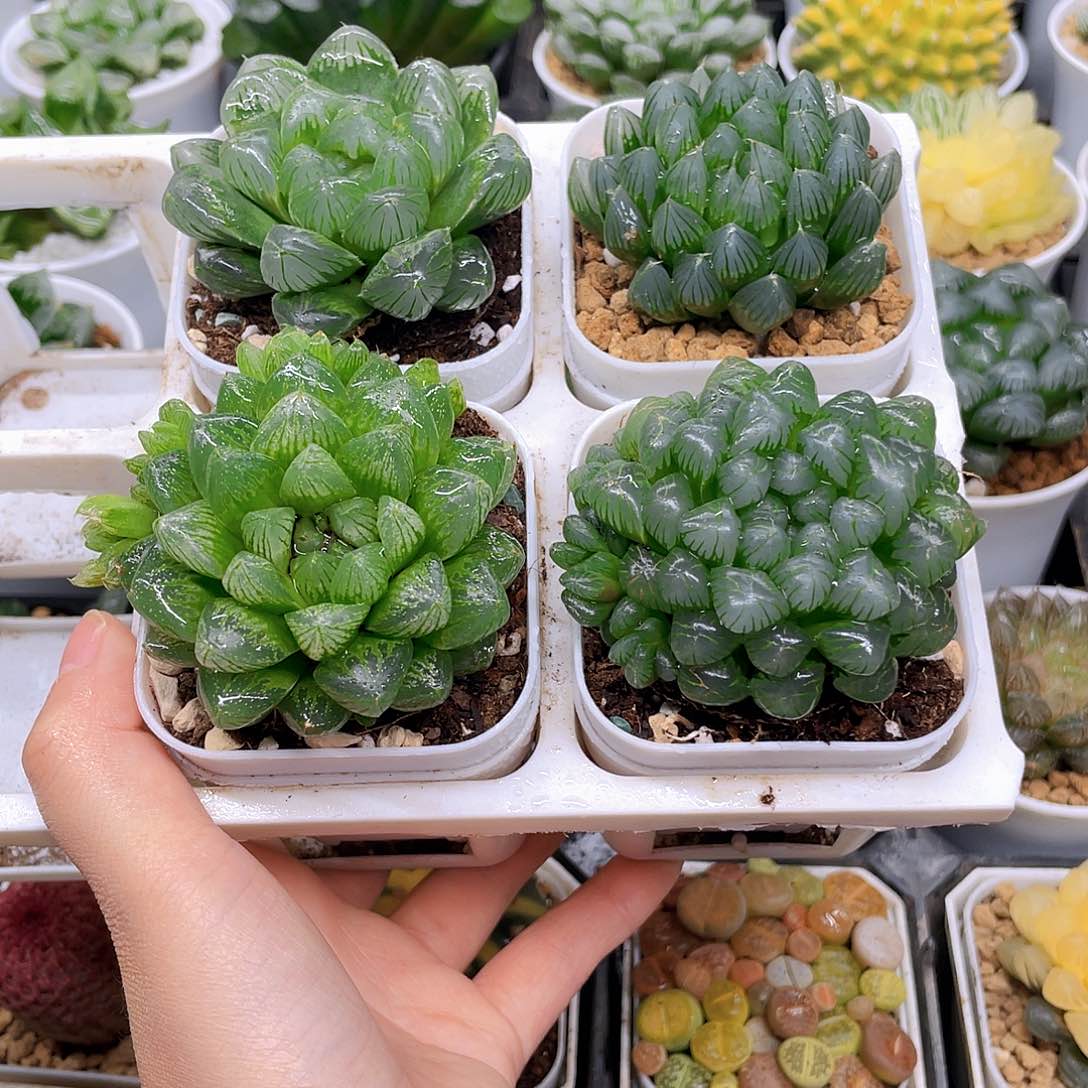 玉露四件套多肉，白盆