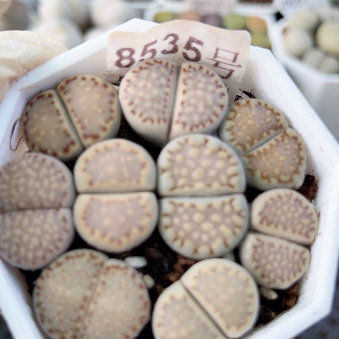 8535 好养易活生石花大母本