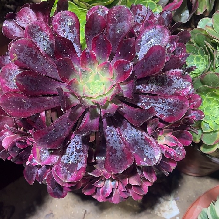 美杜莎一颗脱土9.9